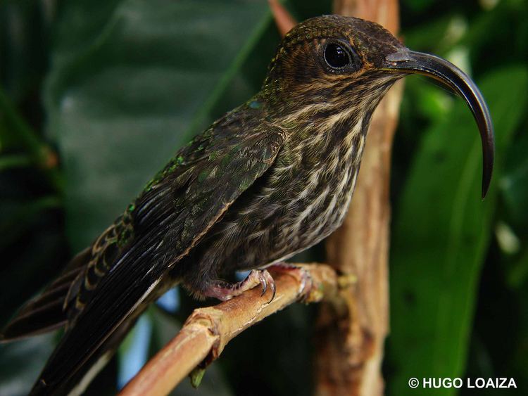 White-tipped sicklebill Eutoxeres aquilaWhite tipped SicklebillTolima hugo loaiza Flickr