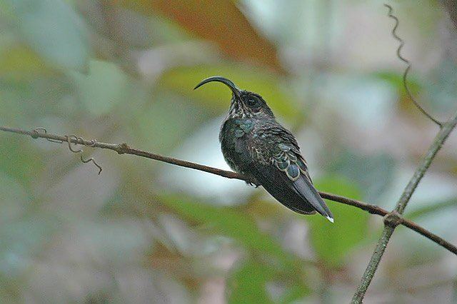 White-tipped sicklebill tipped sicklebill