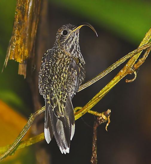 White-tipped sicklebill Whitetipped sicklebill