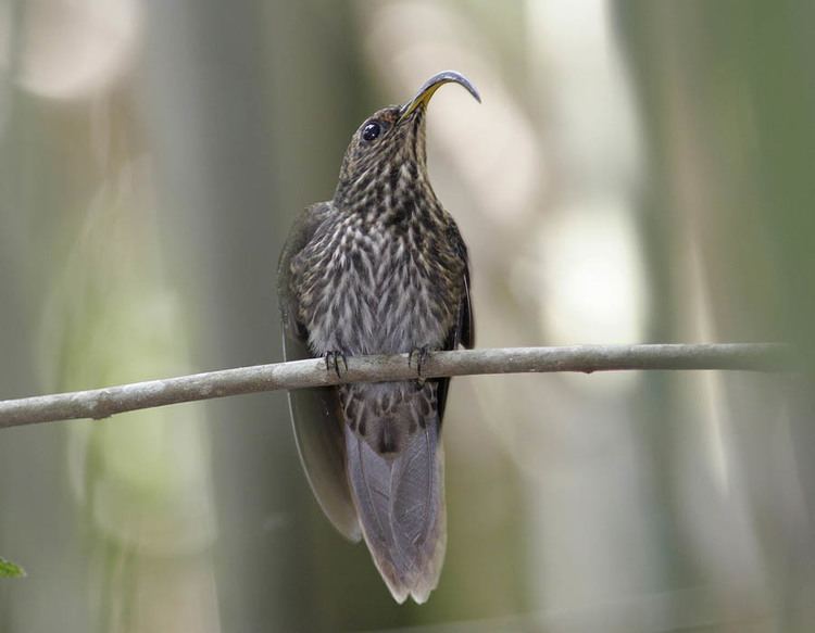 White-tipped sicklebill Whitetipped sicklebill