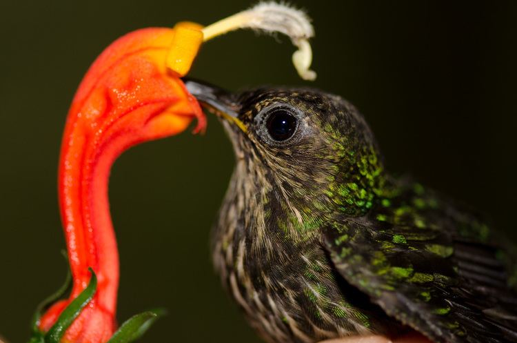 White-tipped sicklebill Whitetipped Sicklebill Eutoxeres aquila by Twan Leenders The