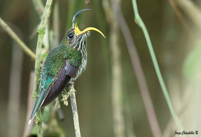 White-tipped sicklebill httpssmediacacheak0pinimgcom736x54270b