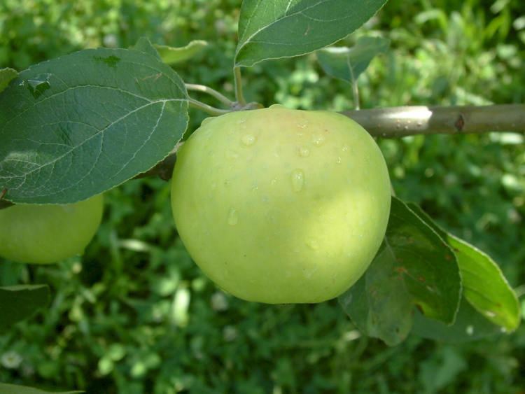 White Transparent Early Season Apples at Big Horse Creek Farm