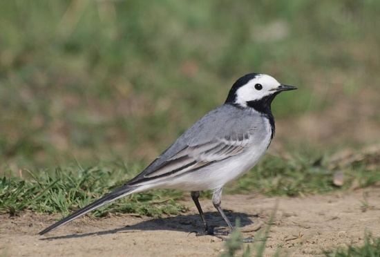 White wagtail White Wagtail BirdForum Opus