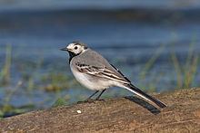 White wagtail White wagtail Wikipedia