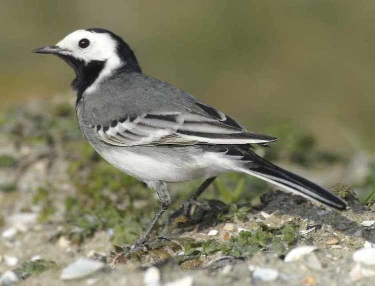 White wagtail radioactiverobinscomarchivewagtailseastrnothr