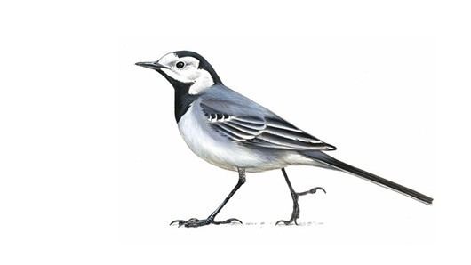 White wagtail The RSPB Pied wagtail