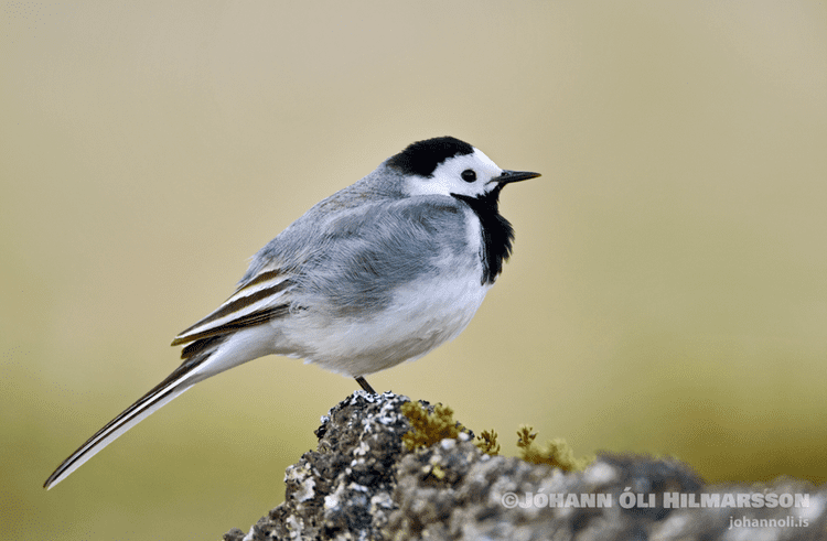 White wagtail White Wagtail Wildlife Iceland