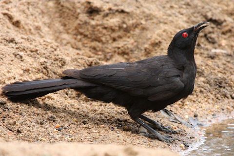 White-winged chough Whitewinged Chough Bushpea 121