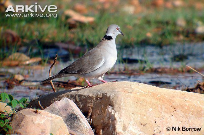 White-winged collared dove Whitewinged collareddove videos photos and facts Streptopelia
