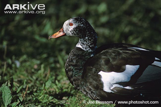 White-winged duck Whitewinged duck videos photos and facts Cairina scutulata ARKive