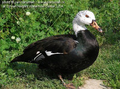 White-winged duck Harteman Wildfowl Whitewinged wood duck Witvleugelboseend