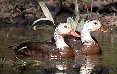 White-winged duck Oriental Bird Club Image Database Whitewinged Duck Asarcornis