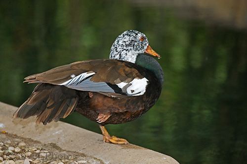 White-winged duck Whitewinged Duck Rare and Endangered Series Nature Notes