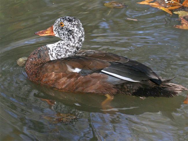 White-winged duck Jacksonville Zoo