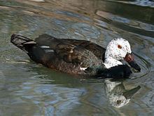 White-winged duck httpsuploadwikimediaorgwikipediacommonsthu