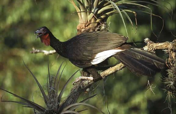 White-winged guan Peru39s Top13Endangered Beautiful Birds Effect topbirdingtourscom