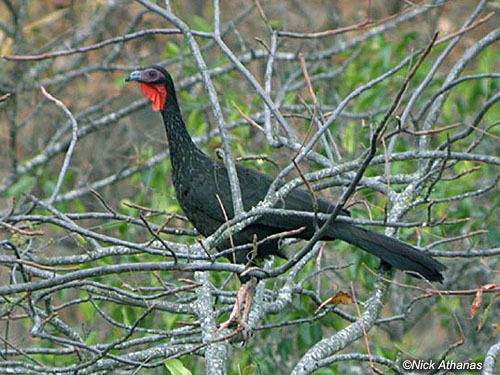 White-winged guan Whitewinged Guan Penelope albipennis xenocanto