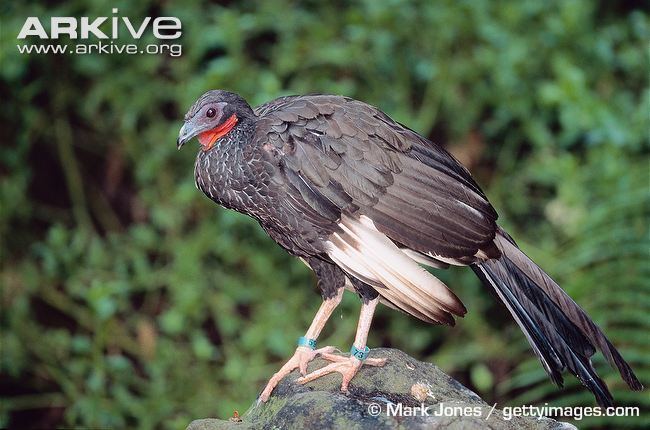 White-winged guan Whitewinged guan videos photos and facts Penelope albipennis