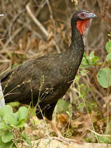 White-winged guan Avian Reintroduction and Translocation Species Whitewinged Guan