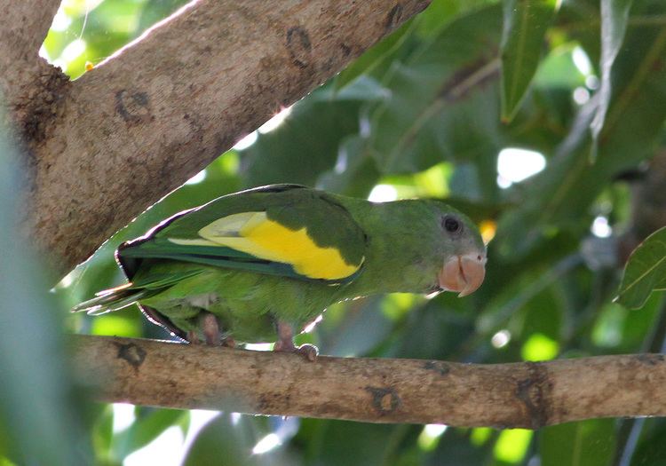 White-winged parakeet American Parakeets Changing Tunes Earbirding
