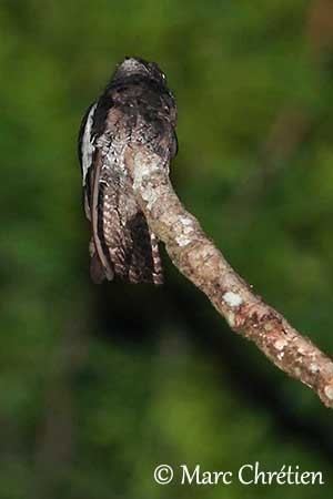 White-winged potoo Whitewinged Potoo