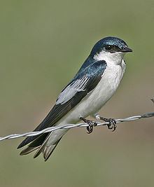 White-winged swallow httpsuploadwikimediaorgwikipediacommonsthu