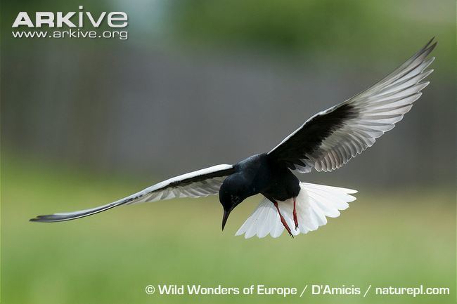 White-winged tern Whitewinged tern videos photos and facts Chlidonias leucopterus