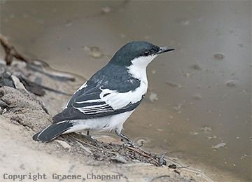 White-winged triller Whitewinged Triller Australian Birds photographs by Graeme Chapman