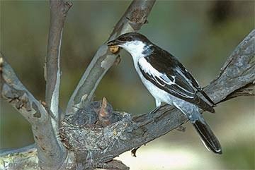 White-winged triller Whitewinged Triller Australian Birds photographs by Graeme Chapman