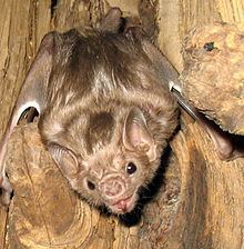 White-winged vampire bat httpsuploadwikimediaorgwikipediacommonsthu
