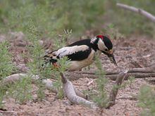 White-winged woodpecker httpsuploadwikimediaorgwikipediacommonsthu