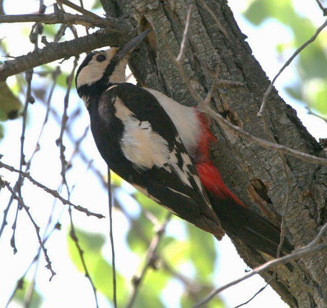 White-winged woodpecker Oriental Bird Club Image Database Whitewinged Woodpecker