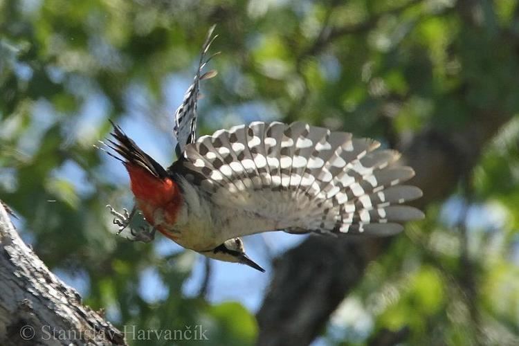 White-winged woodpecker Whitewinged Woodpecker Dendrocopos leucopterus adult bird flight