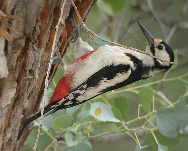White-winged woodpecker Oriental Bird Club Image Database Photographers