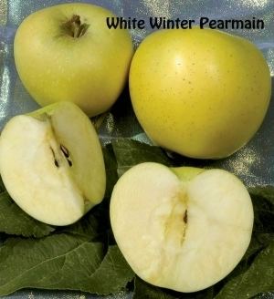 White Winter Pearmain wwwdavewilsoncomsitesdefaultfilesstylesprod