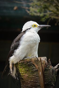 White woodpecker httpsuploadwikimediaorgwikipediacommonsthu