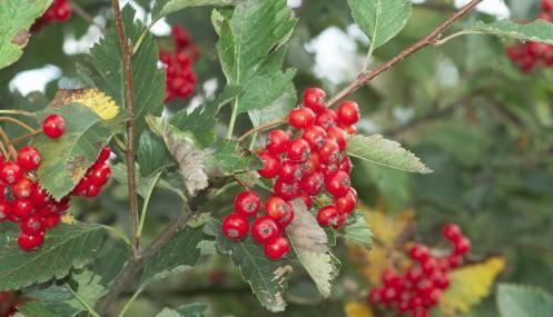 Whitebeam The Wildlife Trusts