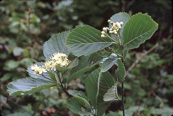 Whitebeam Whitebeam