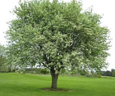 Whitebeam Whitebeam Fionncholl Sorbus Politico