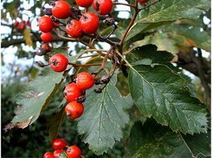 Whitebeam treeshopcouk Whitebeam tree sorbus aria Grows well on acid