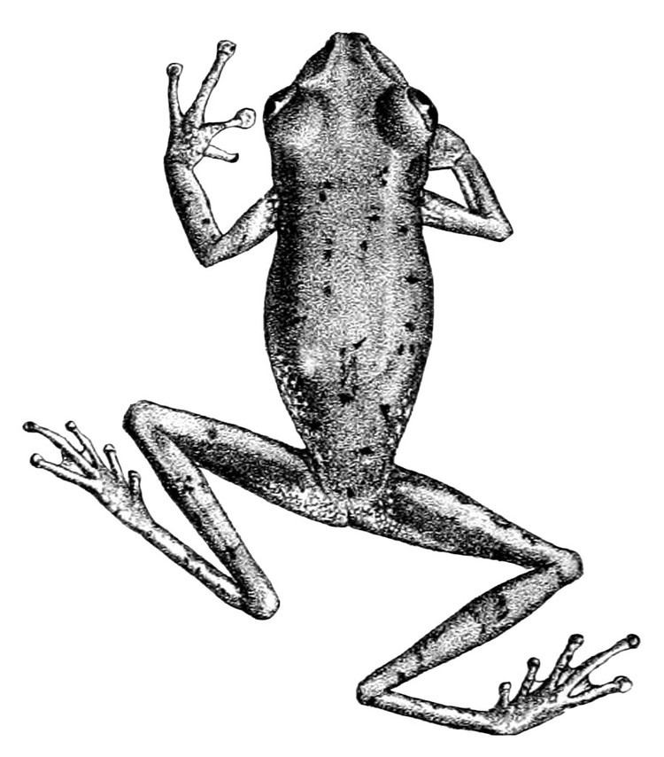 Whitebelly tree frog