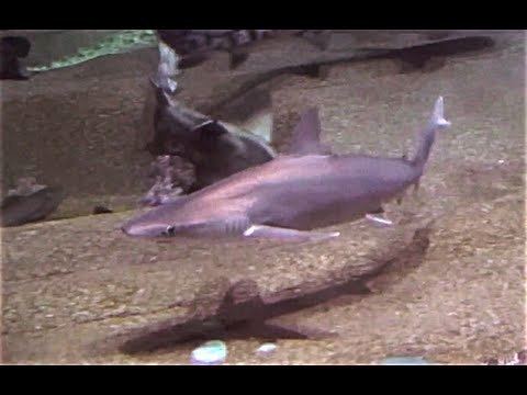 Whitecheek shark Whitecheek shark Carcharhinus tjutjot Carcharhinus