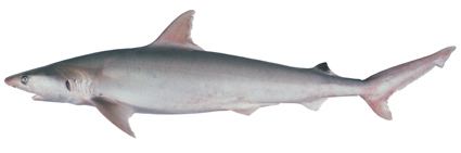 Whitecheek shark Carcharhinus coatesi