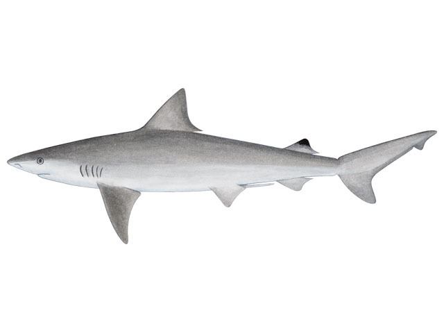 Whitecheek shark Whitecheek shark