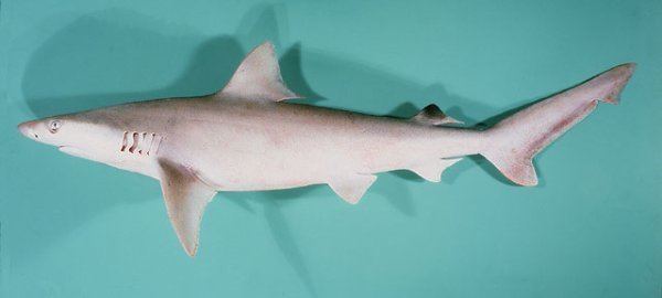 Whitecheek shark Carcharhinus dussumieri SharkReferences