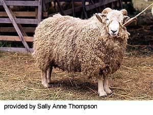 Whiteface Dartmoor Breeds of Livestock Whiteface Dartmoor Sheep Breeds of Livestock