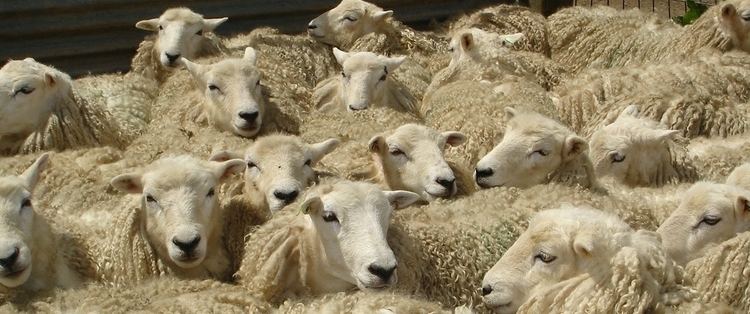 Whiteface Dartmoor WhiteFace Dartmoor Sheep Breeders Association