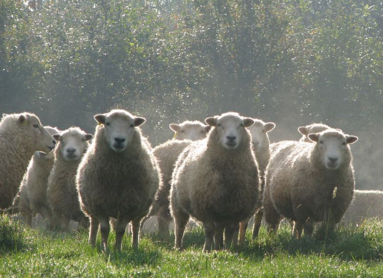 Whiteface Dartmoor My flock of Whiteface Dartmoor Sheep OneHutFull