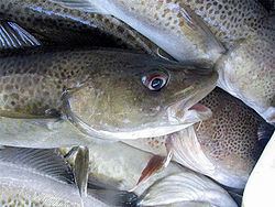 Whitefish (fisheries term) httpsuploadwikimediaorgwikipediacommonsthu